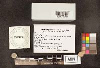 Media resource of Xylaria cubensis