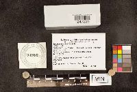 Sarcoscypha occidentalis image