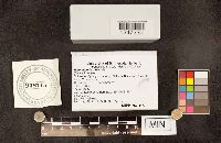 Perenniporia ohiensis image