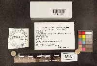 Stereum hirsutum image