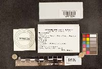 Mycena leaiana image