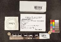 Gyroporus purpurinus image