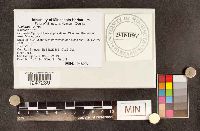 Phellinus gilvus image