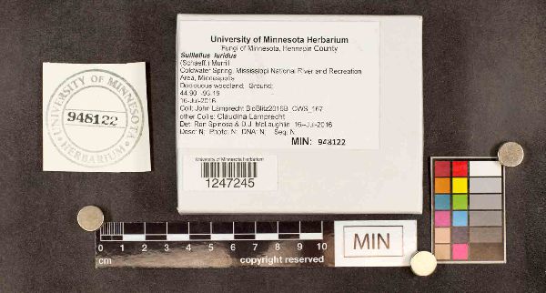 Suillellus luridus image