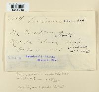 Puccinia hordei image