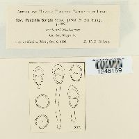 Puccinia sorghi image