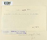 Puccinia sorghi image