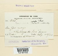 Puccinia sorghi image