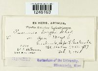 Puccinia sorghi image