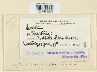 Puccinia sparganioides image