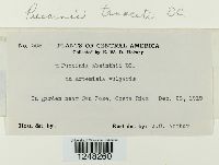 Puccinia tanaceti image