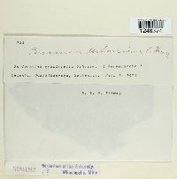 Puccinia urbaniana image