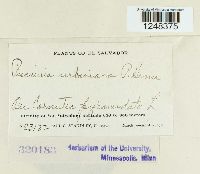 Puccinia urbaniana image