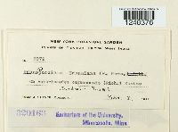 Puccinia urbaniana image