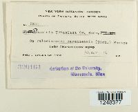 Puccinia urbaniana image