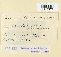 Puccinia urbaniana image