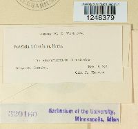 Puccinia urbaniana image