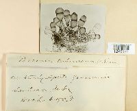 Puccinia urbaniana image