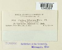 Puccinia urbaniana image