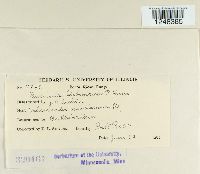 Puccinia urbaniana image