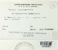 Puccinia urbaniana image