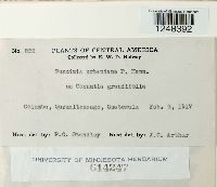 Puccinia urbaniana image