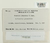 Puccinia urbaniana image