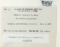 Puccinia urbaniana image