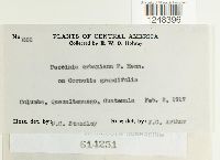 Puccinia urbaniana image