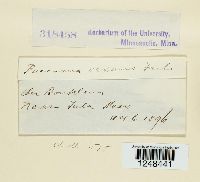 Puccinia vexans image