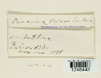 Puccinia vexans image