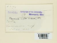 Puccinia violae image