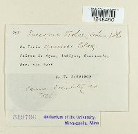 Puccinia violae image