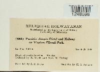 Puccinia abrupta image