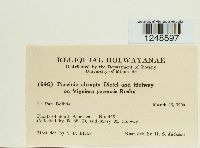 Puccinia abrupta image