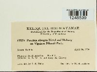 Puccinia abrupta image