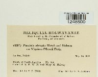 Puccinia abrupta image