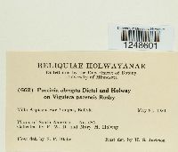 Puccinia abrupta image