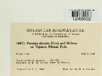 Puccinia abrupta image