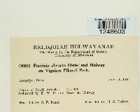 Puccinia abrupta image