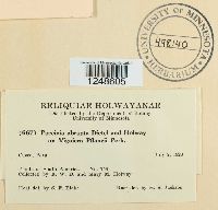 Puccinia abrupta image