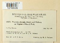 Puccinia abrupta image