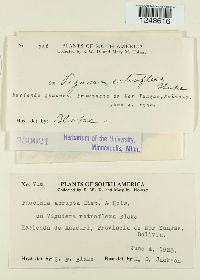 Puccinia abrupta image