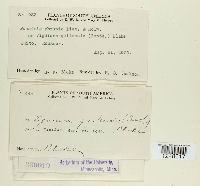 Puccinia abrupta image