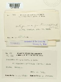 Puccinia abrupta image