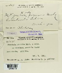 Puccinia abrupta image