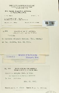 Puccinia abrupta image