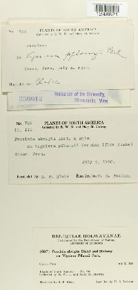 Puccinia abrupta image