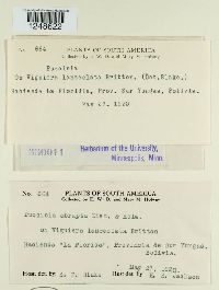 Puccinia abrupta image