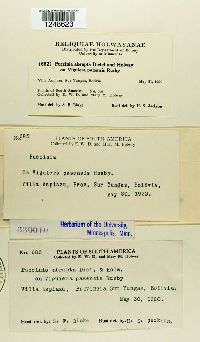 Puccinia abrupta image